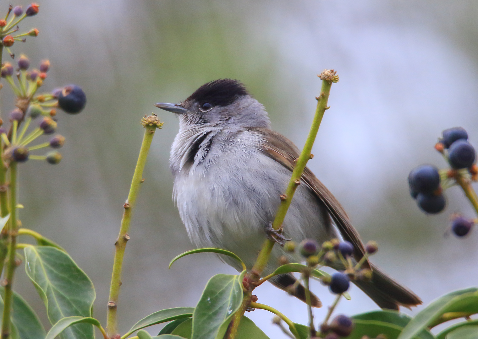 Herr Mönchsgrasmücke (Sylvia atricapilla)