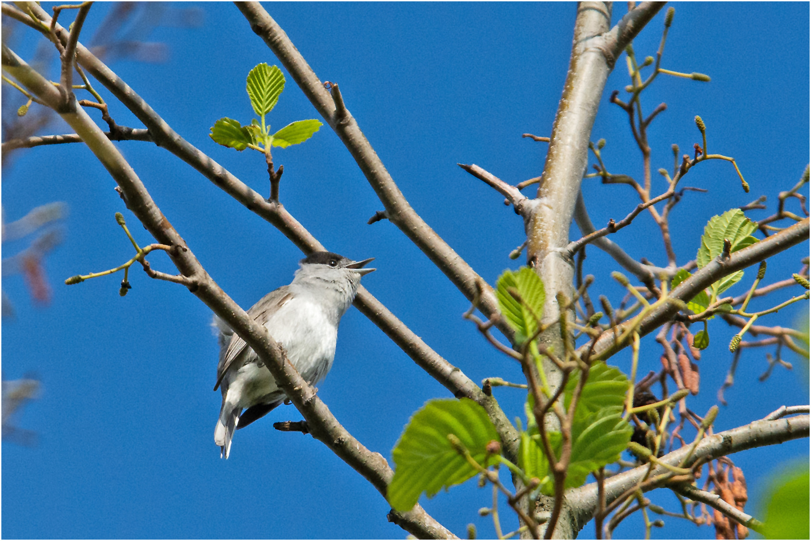 Herr Mönchsgrasmücke (Sylvia atricapilla) . . .