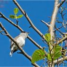 Herr Mönchsgrasmücke (Sylvia atricapilla) . . .