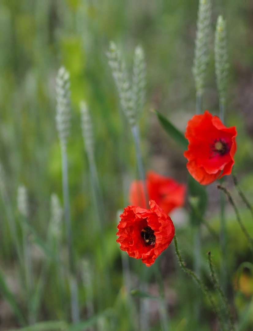 Herr Mohn bekommt Besuch