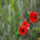 Herr Mohn bekommt Besuch