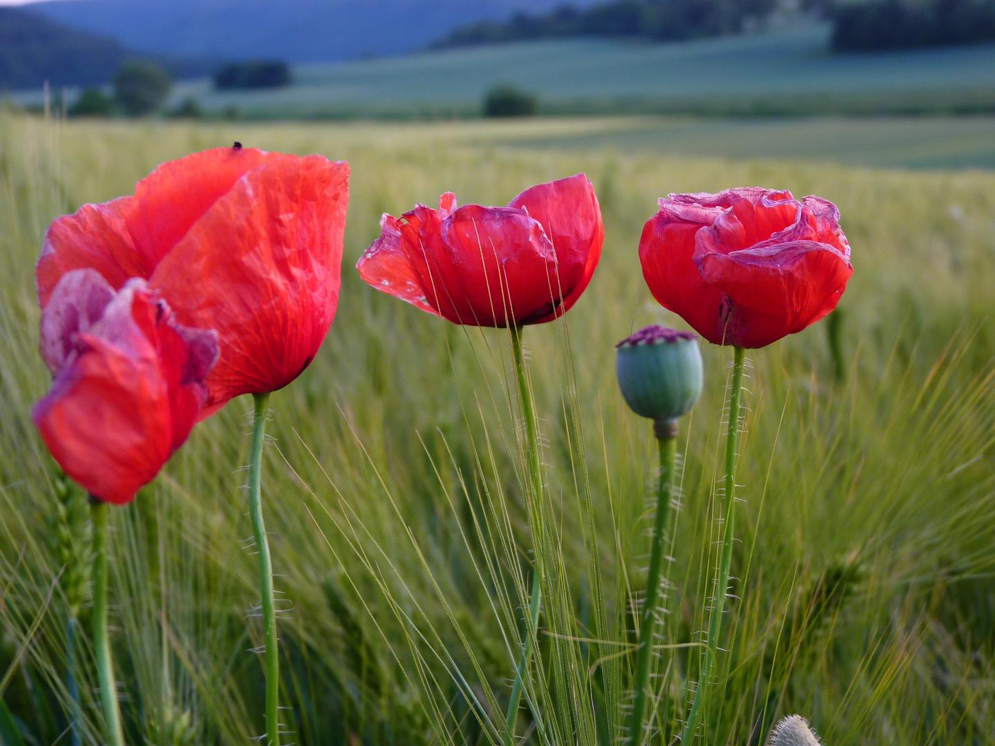 Herr Mohn.