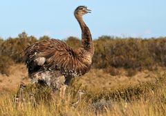 Herr Nandu bläst sich auf!