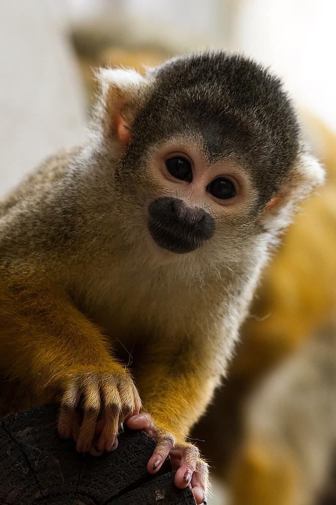 Herr Nilsson Foto & Bild archiv kritik am bild, kritik am bild