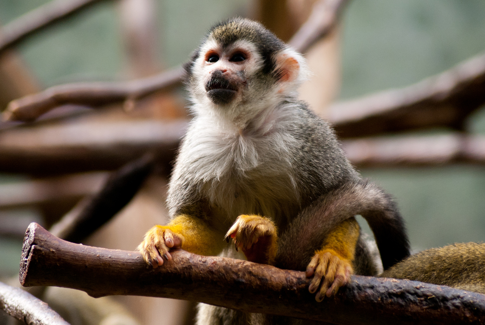 Herr Nilsson Foto & Bild tiere, zoo, wildpark & falknerei, säugetiere
