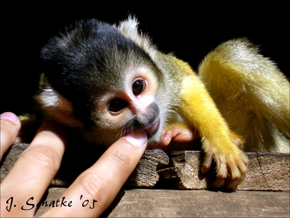 Herr Nilsson Foto & Bild africa, southern africa, south africa Bilder