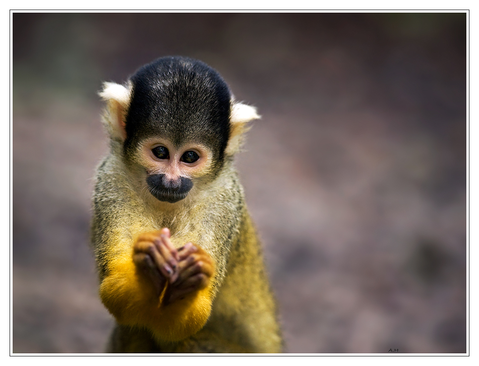 *Herr Nilsson* Foto & Bild tiere, zoo, wildpark & falknerei