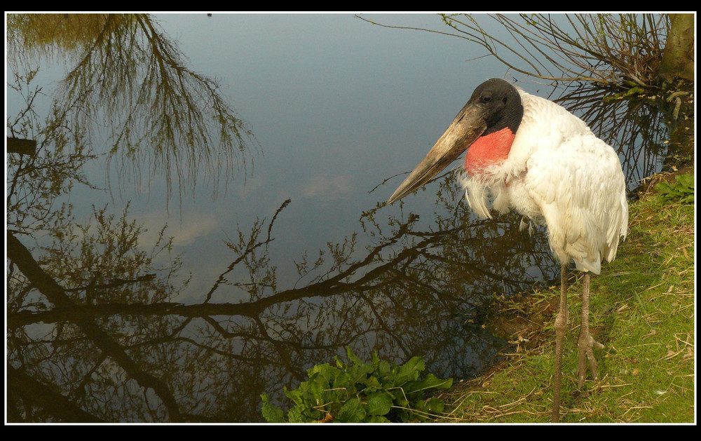 Herr Nimmersatt am Teich