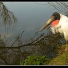 Herr Nimmersatt am Teich