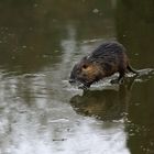 Herr Nutria