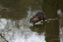 Herr Nutria