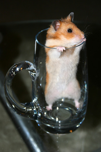 Herr Ober, ein Glas Hamster, bitte!