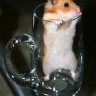 Herr Ober, ein Glas Hamster, bitte!