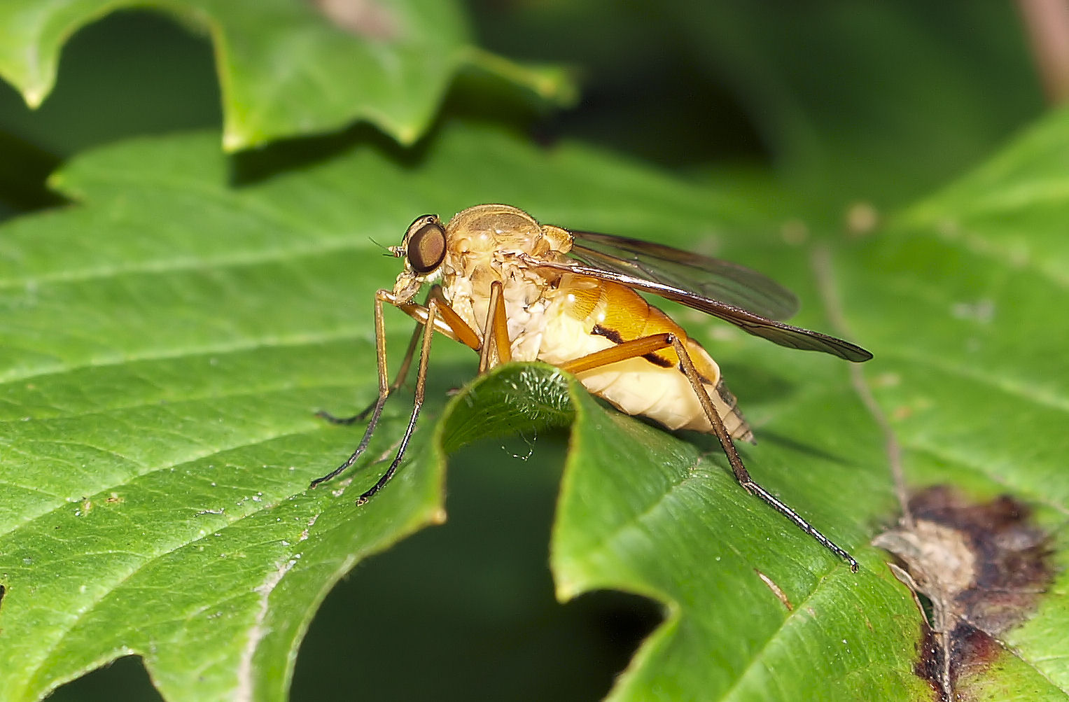 Herr oder Frau Fliege