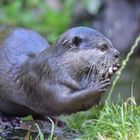 Herr oder Frau Otter.