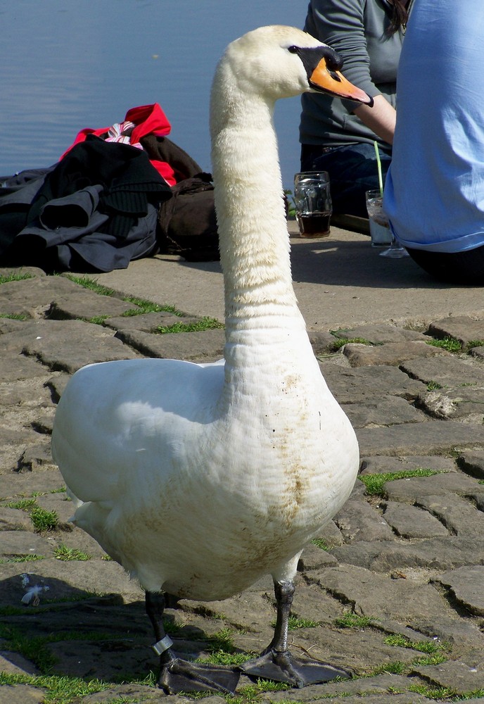 Herr oder Frau Schwan.