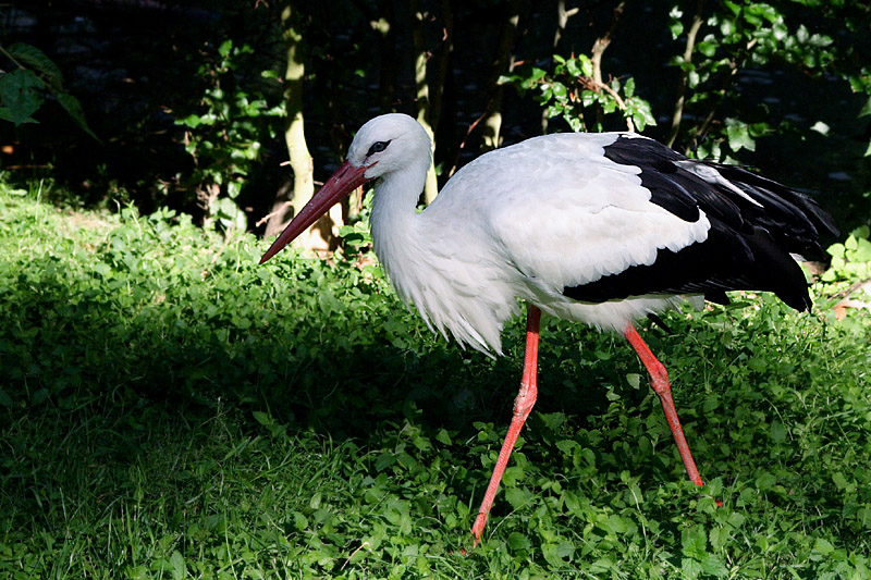 Herr oder Frau Storch II