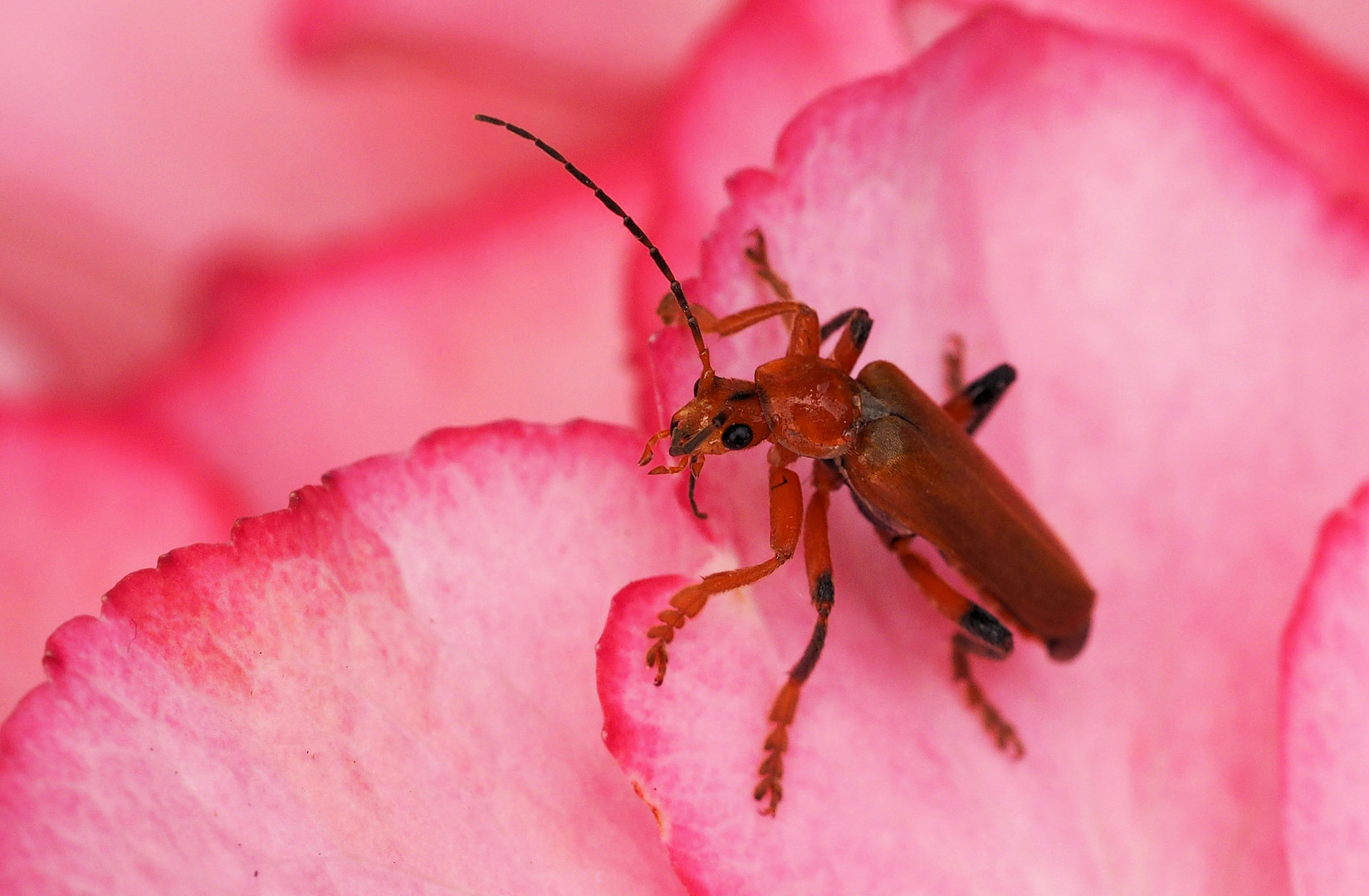 Herr oder Frau Weichkäfer auf der Hortensien Blüte ...