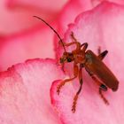 Herr oder Frau Weichkäfer auf der Hortensien Blüte ...