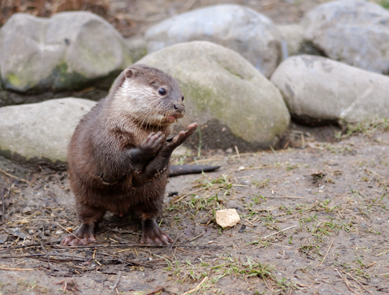 Herr Otter konnte wirklich nichts dafür!