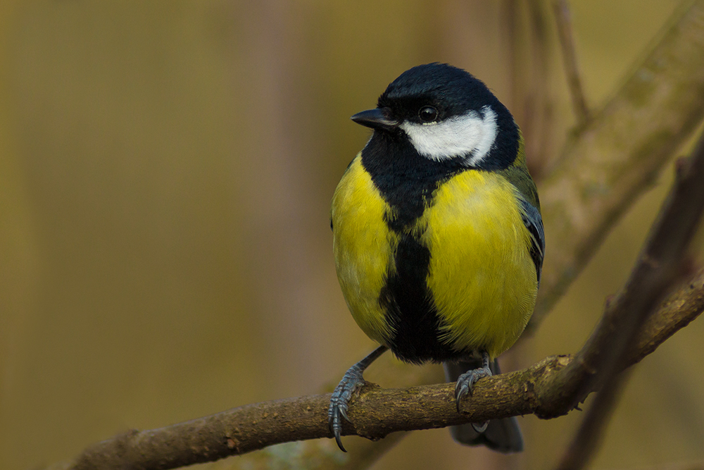 Herr Parus major