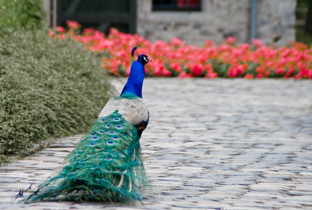 Herr Pfau