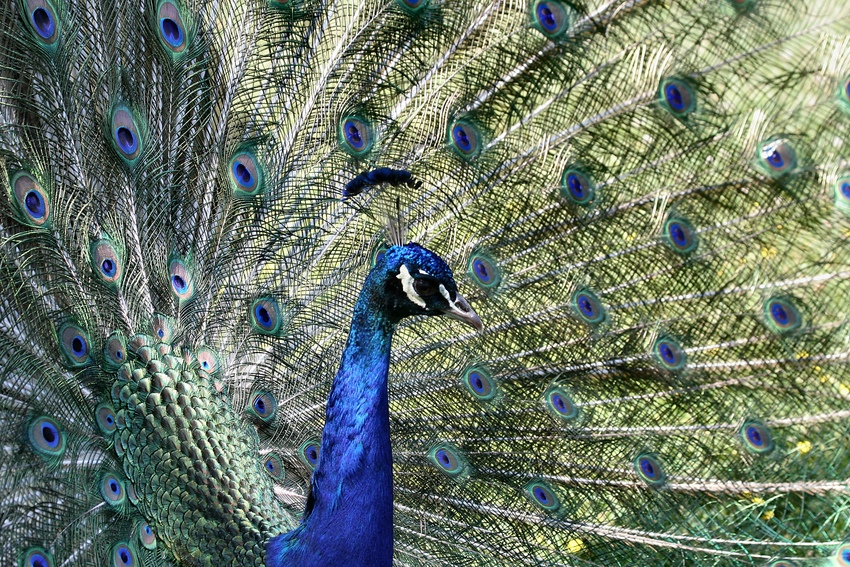 Herr Pfau auf Brautschau