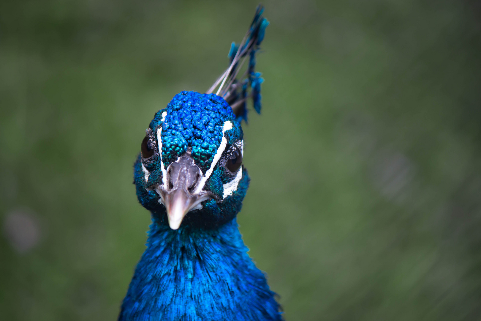 Herr Pfau