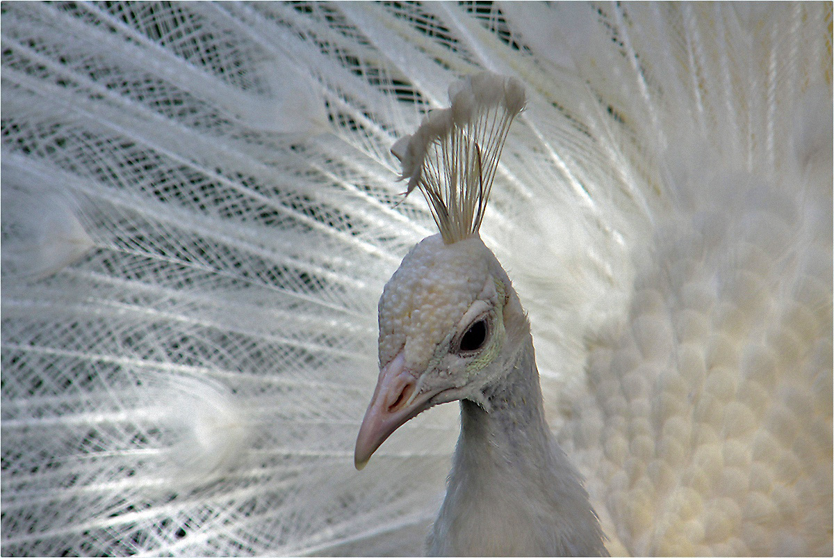 Herr Pfau im Brautkleid