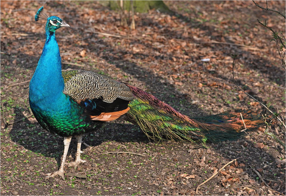 Herr Pfau unterwegs