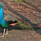 Herr Pfau unterwegs