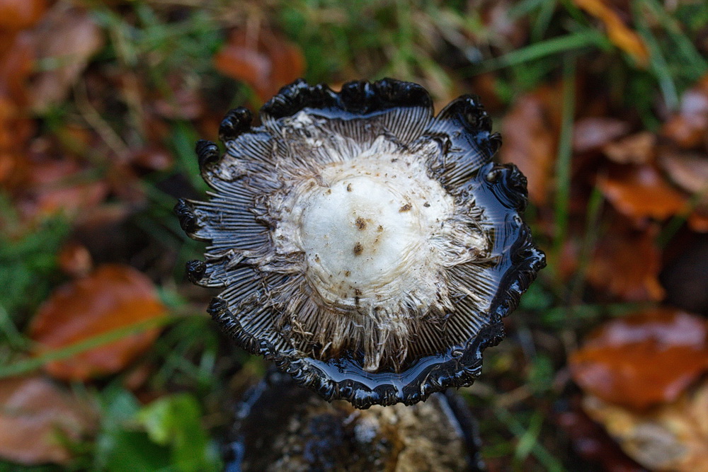 Herr Pilz hat seinen Regenschirm aufgespannt