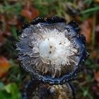 Herr Pilz hat seinen Regenschirm aufgespannt