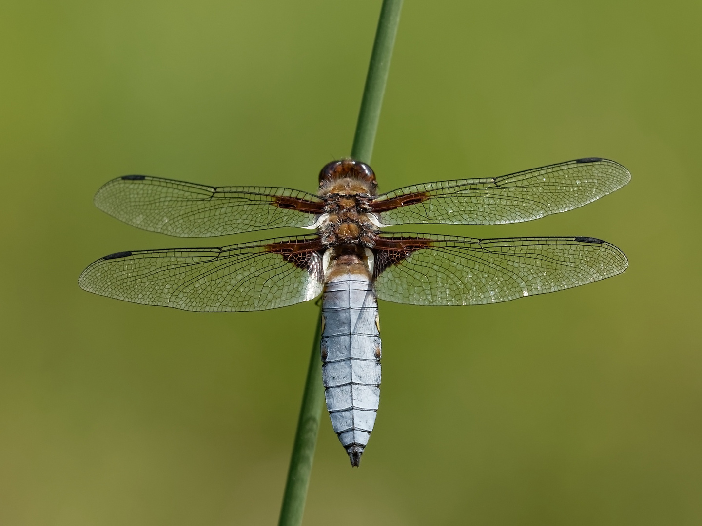 Herr Plattbauch-Libelle