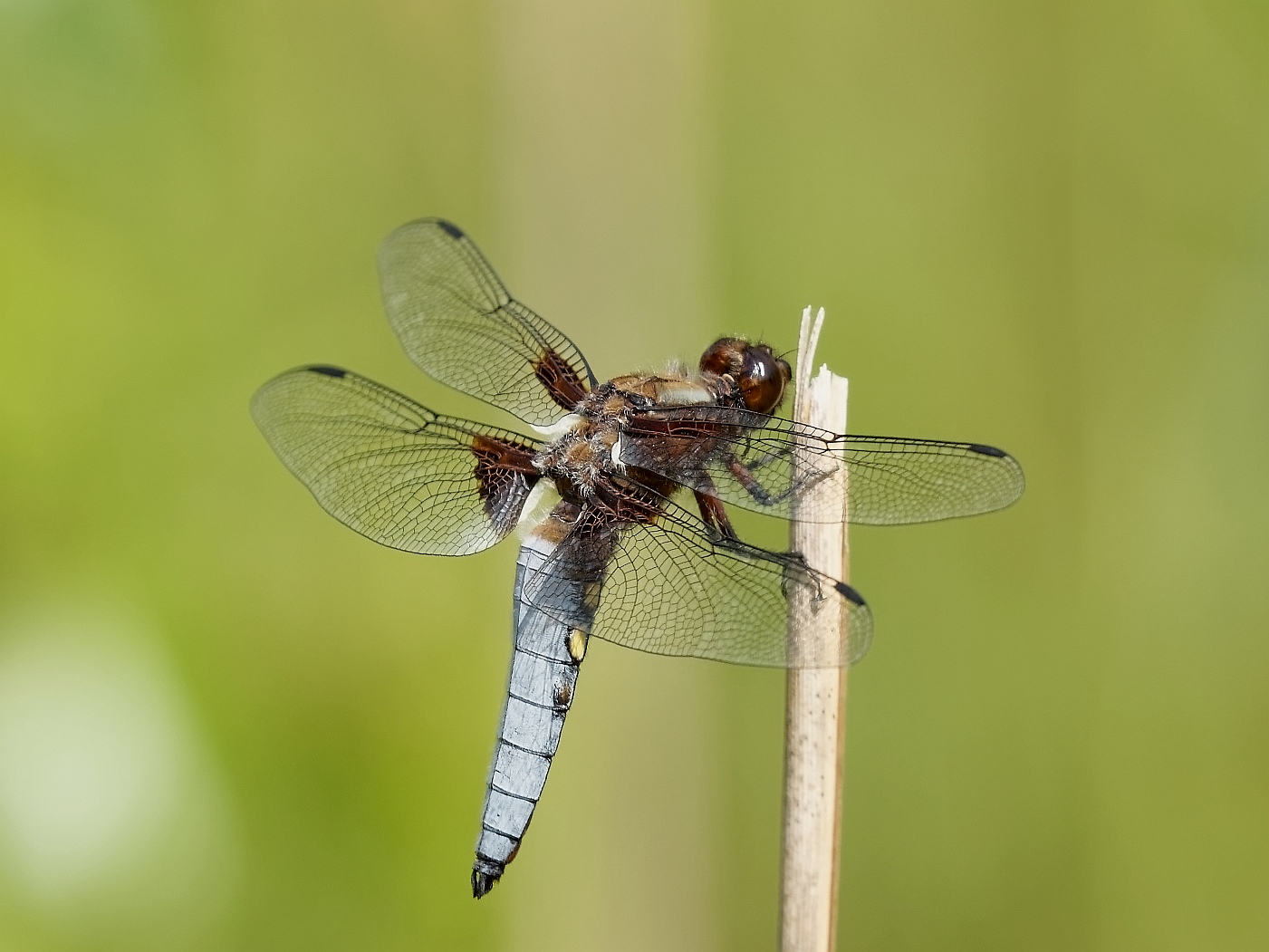 Herr Plattbauch-Libelle