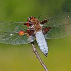 Herr Plattbauch (Libellula depressa)