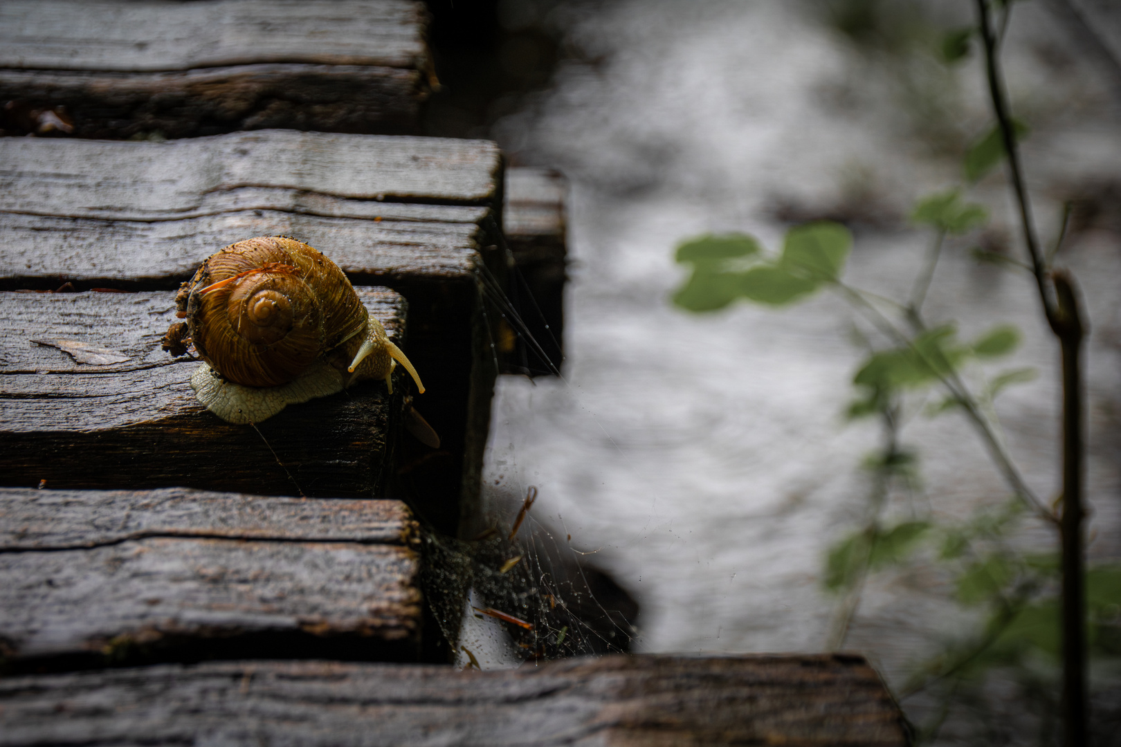 Herr Schnecke schaut nach Frau Spinne