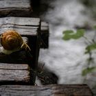 Herr Schnecke schaut nach Frau Spinne