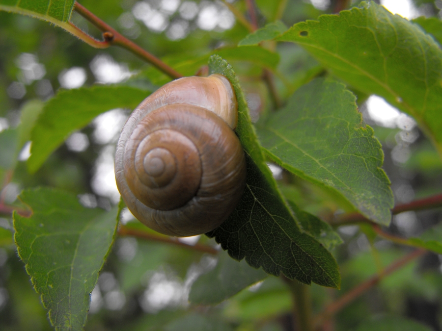 Herr Schneckerich wartet auf den Regen ...