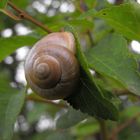 Herr Schneckerich wartet auf den Regen ...