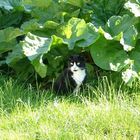 Herr Schröder im Garten