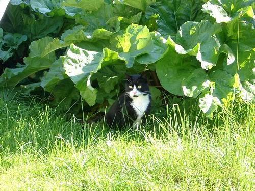 Herr Schröder im Garten