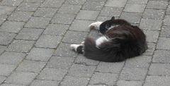 Herr Schrödinger