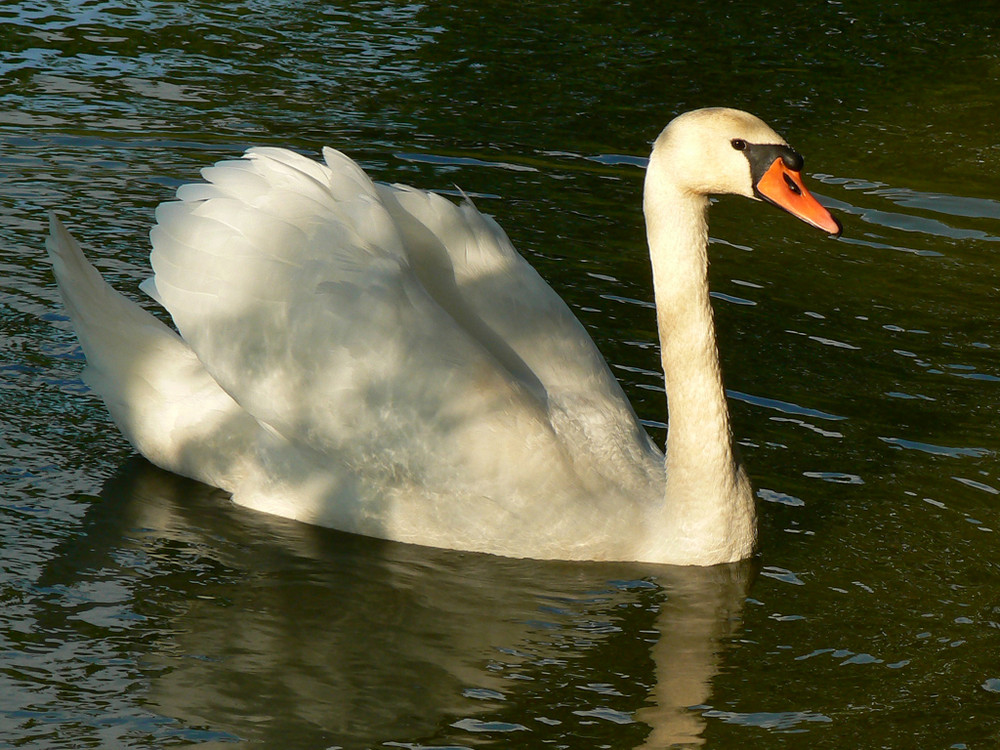 Herr Schwan als Modell