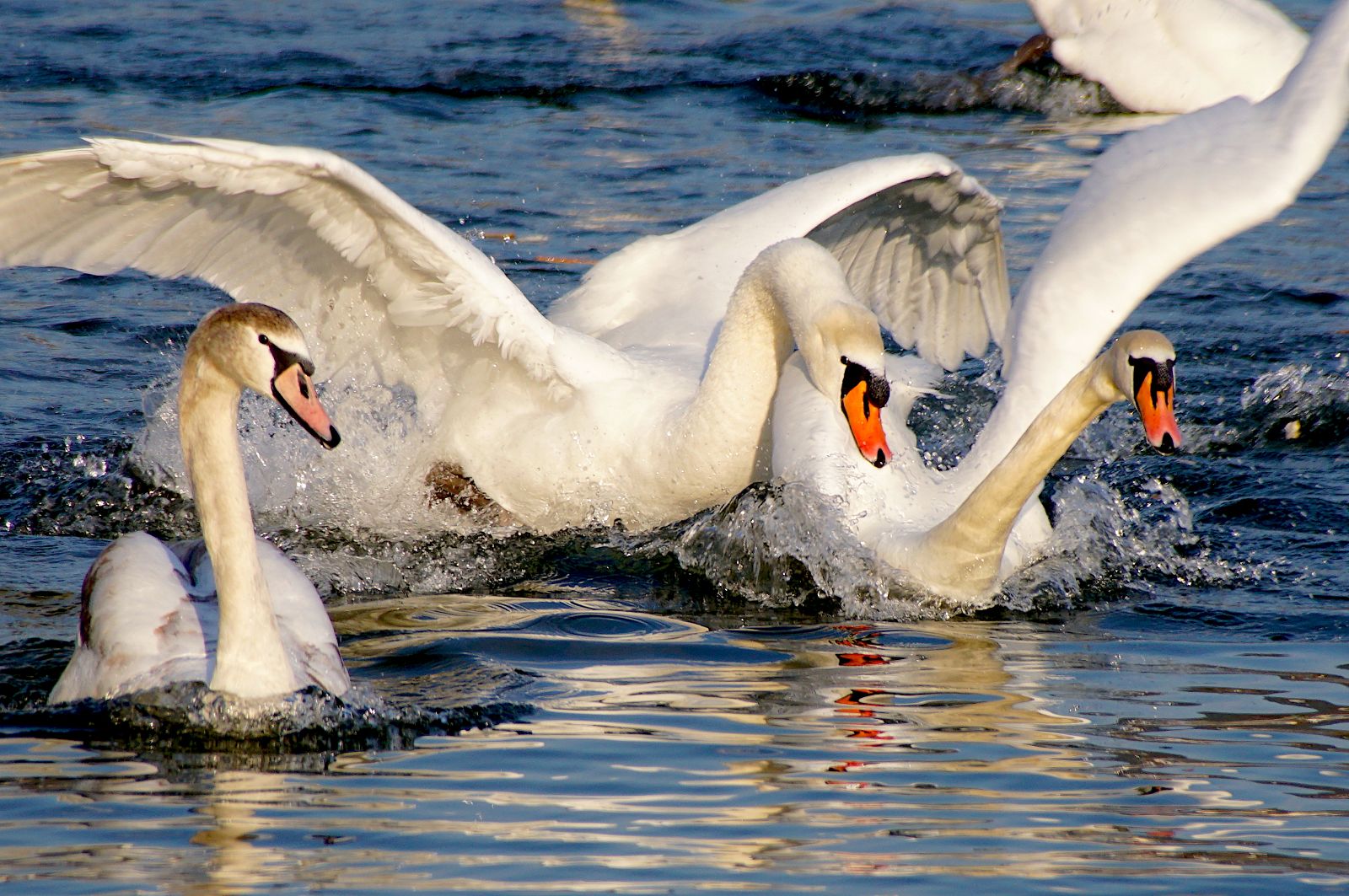 Herr Schwan mit seinem Harem!