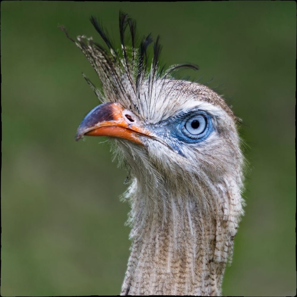 Herr Sekretär ;o) Rotfußseriema, cariama cristata...