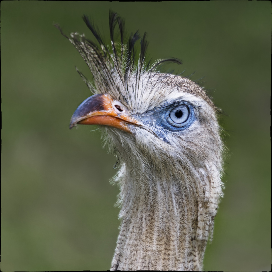 Herr Sekretär ;o) Rotfußseriema, cariama cristata...