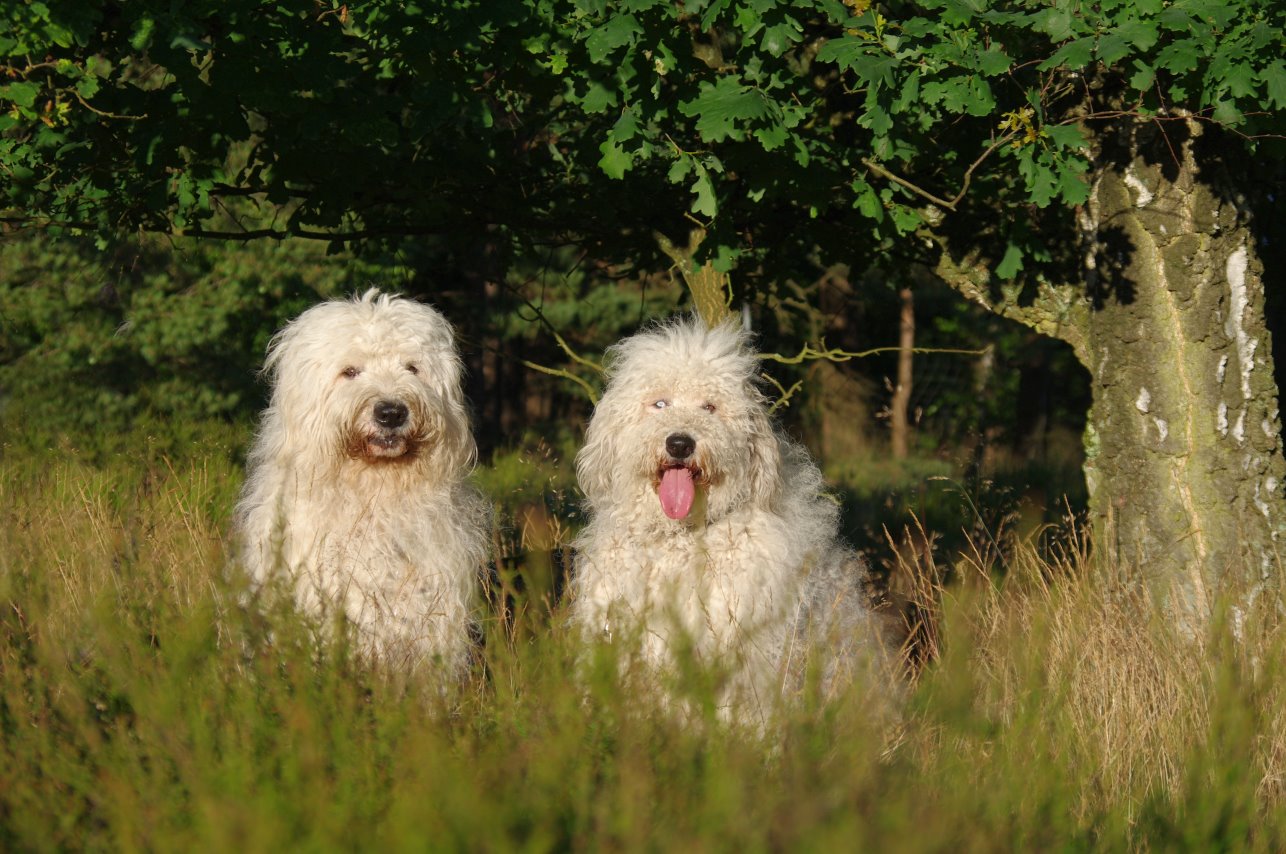 Herr Sid Schnuffibär und Frollein Crazee