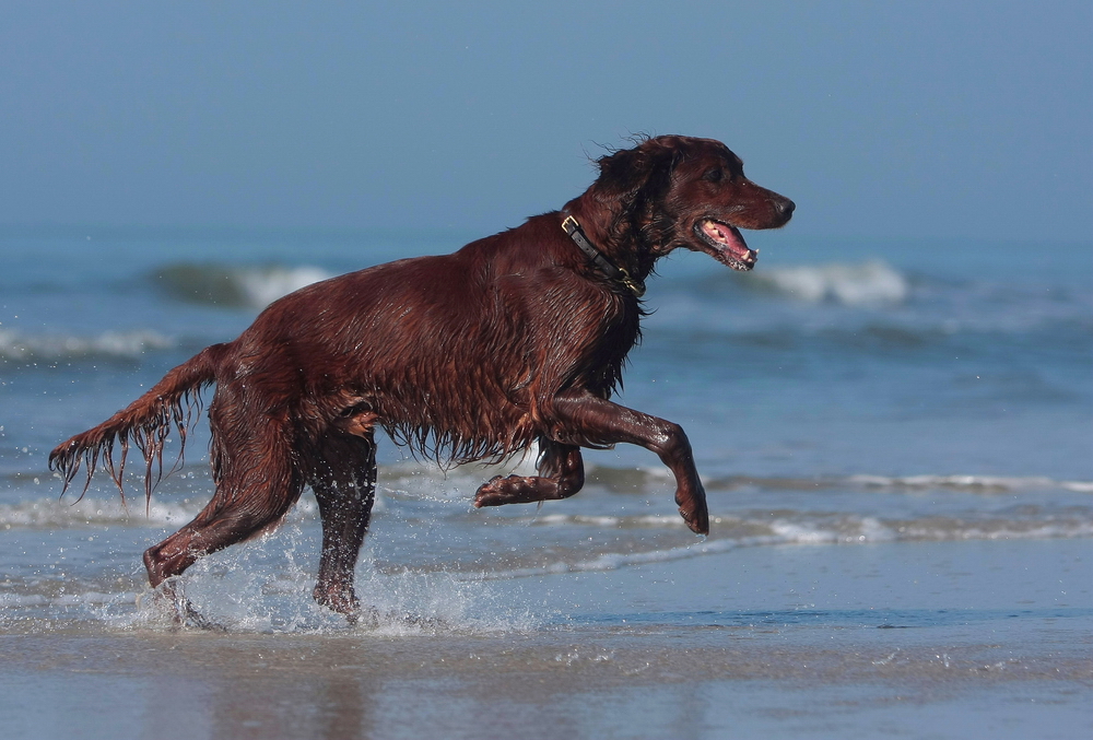 *Herr Silas und das Meer*