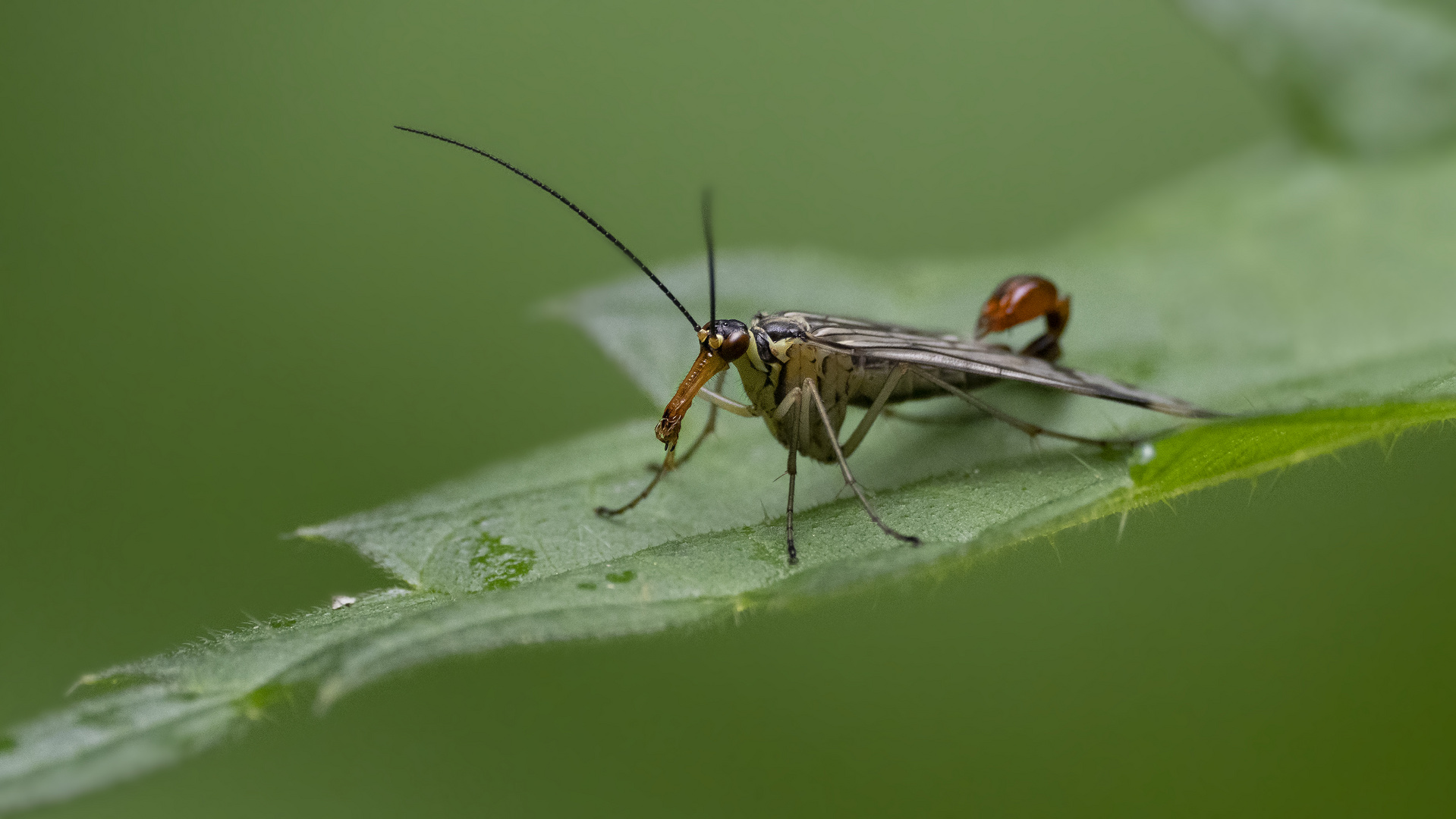 Herr Skorpion   - Fliege